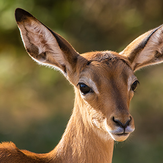 Samburu - Impala